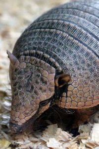 Illustration zu »Armadillo-Geschichten (AT)« mit »Die antibiotische Beziehung zwischen Mensch und Gürteltier« Armadillo-Geschichten (AT) (Illustration)