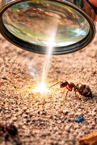 Illustration zu »Prairy Schooner« mit »Magnifying Glass« Prairy Schooner (Illustration)